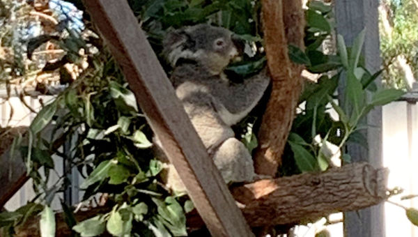 A koala at the Port Stephens Koala Sanctuary.