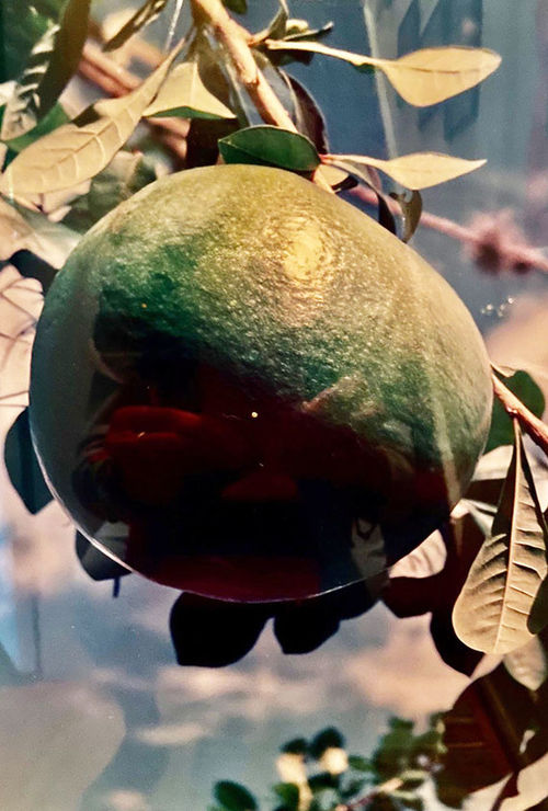 Montserrat's Calabash Festival, which takes place from July 17 to 23, celebrates the tropical hard-shelled vegetable. Montserrat's Calabash Festival, which takes place from July 17 to 23, celebrates the tropical hard-shelled vegetable.
