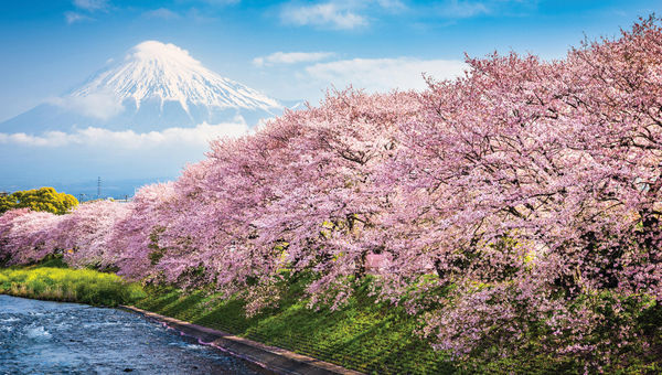 Cherry blossom season at the base of Mount Fuji in Japan.