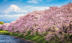 Alexander + Roberts said all Japan departures in March and April for the cherry blossom season have sold out,