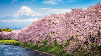 Alexander + Roberts said all Japan departures in March and April for the cherry blossom season have sold out,