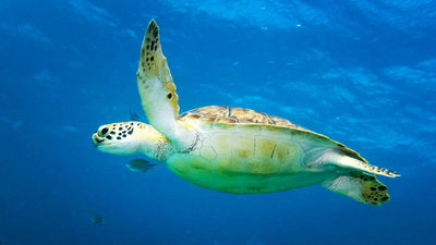 Leatherback turtles make their way to the beach at Bucuti & Tara Beach Resort in Aruba during nesting season.