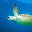 Turtle-hatching season is underway on Aruba