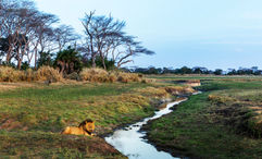The Busanga Plains area in Zambia's Kafue National Park is known for its rich lion populations.