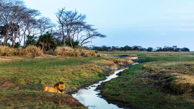 The Busanga Plains area in Zambia's Kafue National Park. The country is looking to increase visitation.