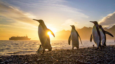 Some of Lindblad's extended-length voyages visit South Georgia, home to king penguins.