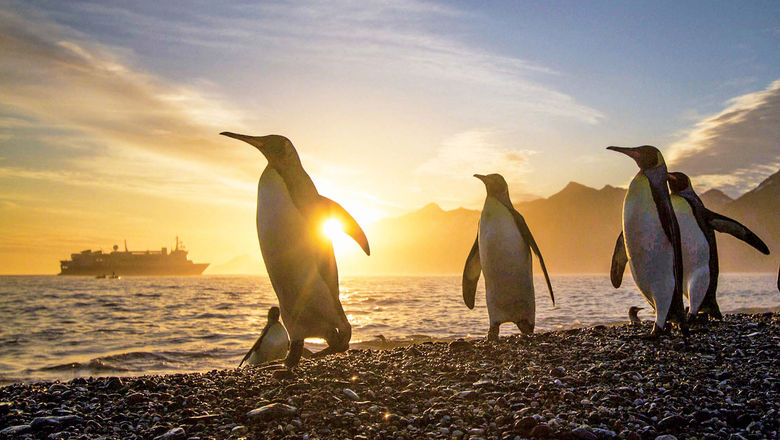 Some of Lindblad's extended-length voyages visit South Georgia, home to king penguins.