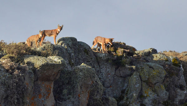 The Ethiopian wolf is arguably the country’s most iconic animal. The Ethiopian wolf is arguably the country’s most iconic animal.