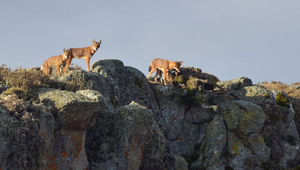 The Ethiopian wolf is undoubtedly the country's most iconic animal.