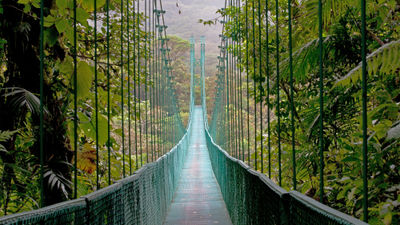 During the Premium Costa Rica tour, Intrepid guests will walk suspension bridges in the Monteverde rainforest.