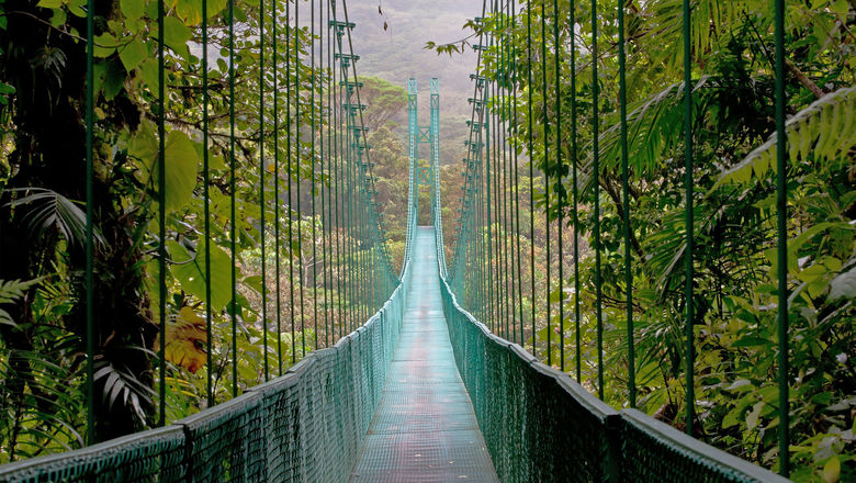 During the Premium Costa Rica tour, Intrepid guests will walk suspension bridges in the Monteverde rainforest.