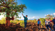 Hawaii Forest and Trail has added a giveback portion to its Mauna Kea tour that takes visitors to learn about the Waikoloa Dry Forest.