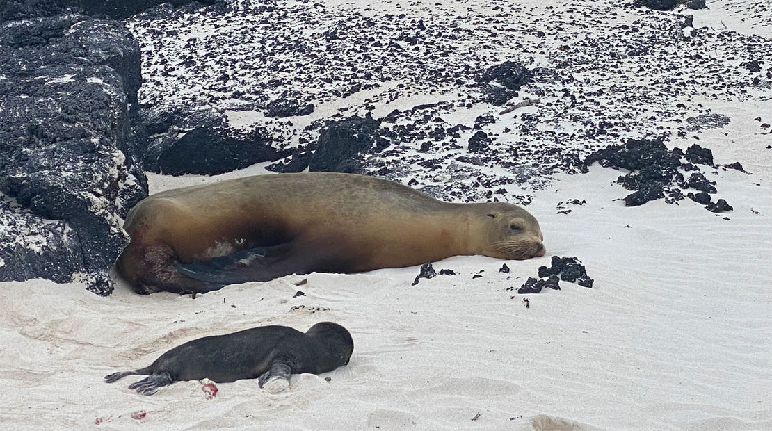 A newly born sea lion in the Galapagos.