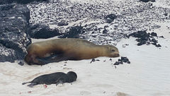 A newly born sea lion in the Galapagos.
