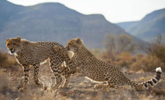 Cheetah cubs playing at Samara Karoo Reserve.