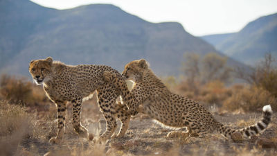 Cheetah cubs playing at Samara Karoo Reserve.