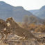 Ker & Downey itinerary immerses guests in cheetah conservation efforts