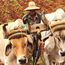 Tour operator says Ian devastated Cuba's tobacco region