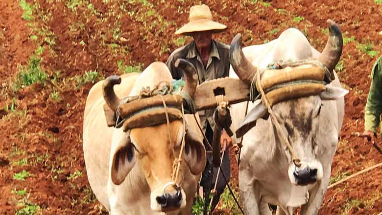 A farmer works oxen to prepare a field for planting bananas in the Vinales Valley, west of Havana.