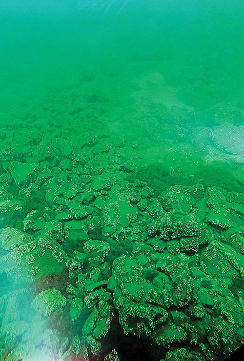 Small, shelled creatures cling to rocks on the lake floor of Georgian Bay, as seen from a submarine excursion from the Octantis.