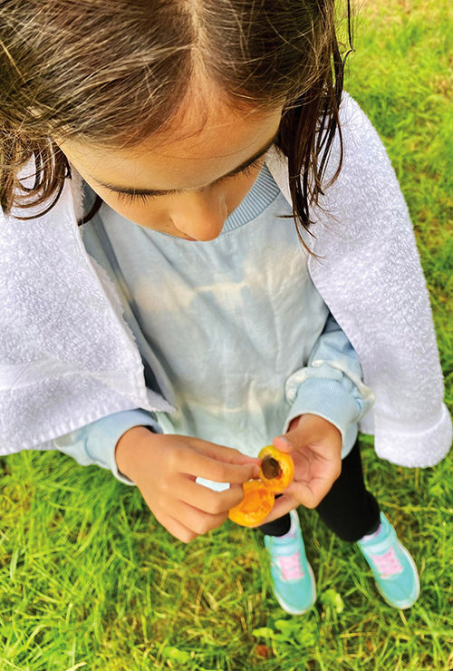 Little fingers pry open an apricot at a family farm on an Adventures by Disney Danube River Cruise excursion in Austria's Wachau Valley.