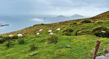 Sheep in the Irish meadows bear markings of red and blue on their haunches so owners can tell which belong to them.