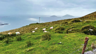 Sheep in the Irish meadows bear markings of red and blue on their haunches so owners can tell which belong to them.