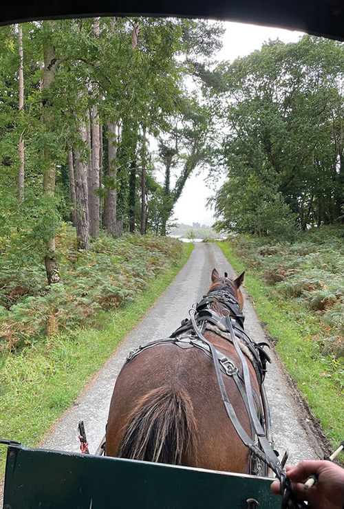 Horsedrawn carriages take visitors through parts of Killarney National Park, the largest national park in Ireland. Horsedrawn carriages take visitors through parts of Killarney National Park, the largest national park in Ireland.