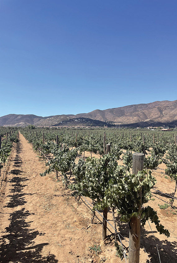 The vineyard at El Cielo is home to 15 varieties of grapes across its 86 acres.