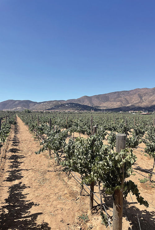 The vineyard at El Cielo is home to 15 varieties of grapes across its 86 acres. The vineyard at El Cielo is home to 15 varieties of grapes across its 86 acres.
