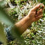 EF Go Ahead Tours adds food and wine packages in Portugal and Spain