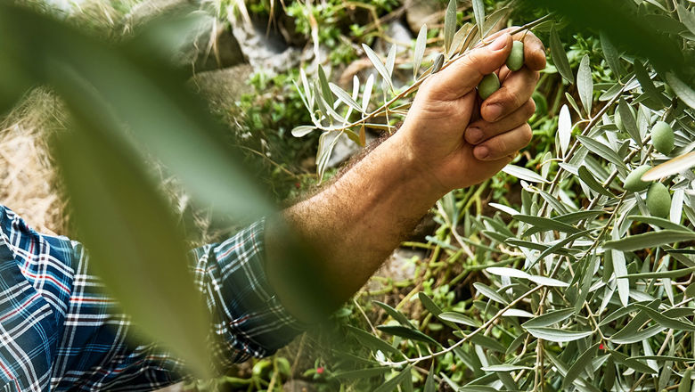A farmer picks olives in Spain's Catalonia region. Guests on EF Go Ahead Tours' Spain Food & Wine itinerary will learn about agricultural traditions.
