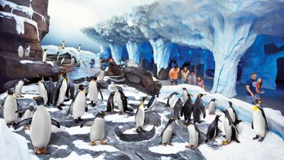 SeaWorld Orlando's penguin exhibit.