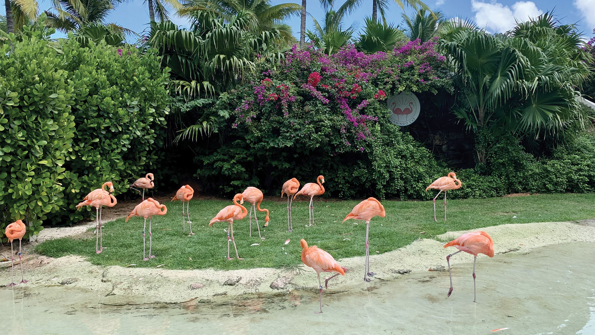 Baha Mar’s flock of flamingos at Flamingo Cay.