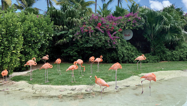 Baha Mar’s flock of flamingos at Flamingo Cay.