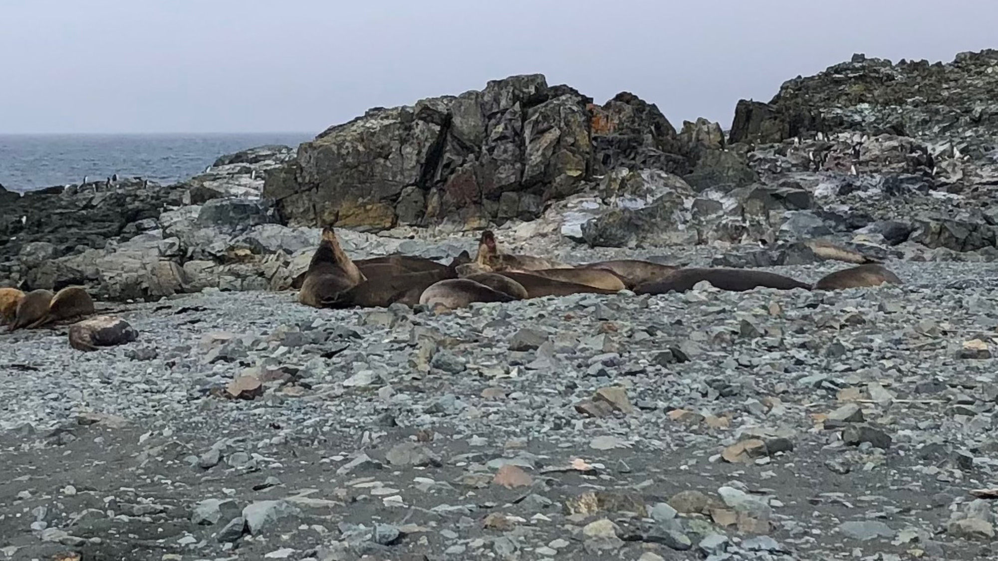 A group of elephant seals lying on the rocks.