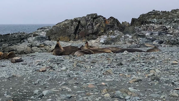 A group of elephant seals lying on the rocks.