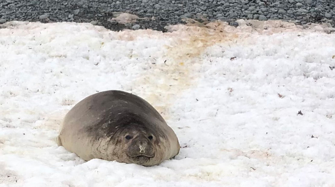 Each year, elephant seals take a month or so to shed their worn fur for a new coat.