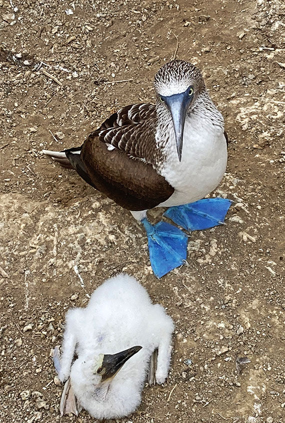 Blue-footed boobies and their chicks nest on the oceanfront bluffs of Isla de la Plata.