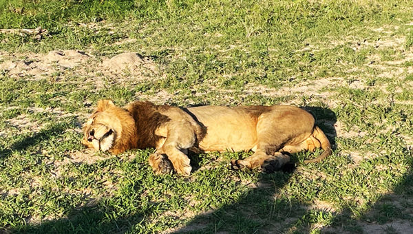 Waterside is located within the Thornybush Game Reserve, which has all of the Big Five: lion, leopard, rhinoceros, elephant and Cape buffalo. Waterside is located within the Thornybush Game Reserve, which has all of the Big Five: lion, leopard, rhinoceros, elephant and Cape buffalo.