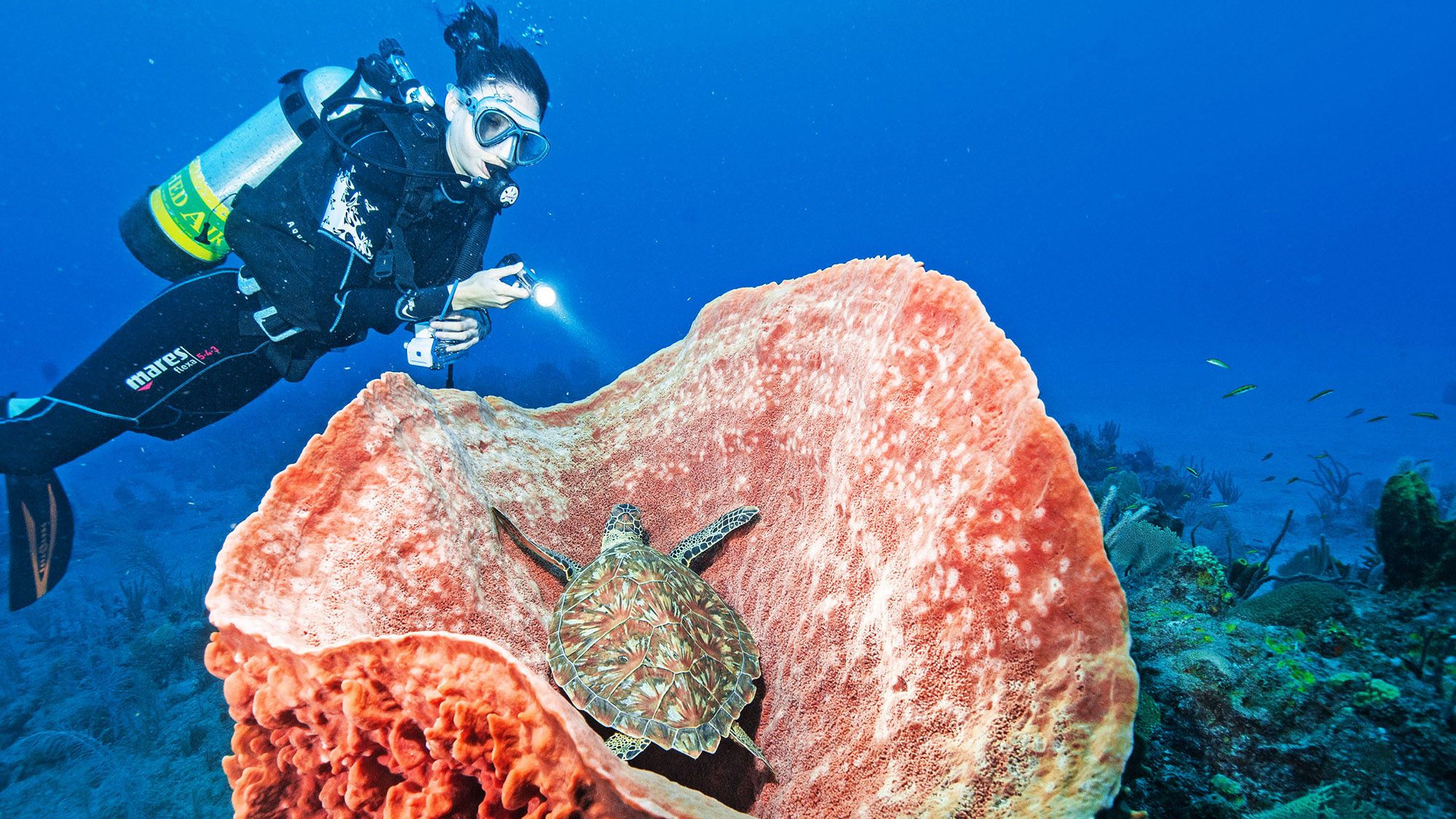 A diver encounters a turtle on a barrel sponge in the waters off St. Eustatius.