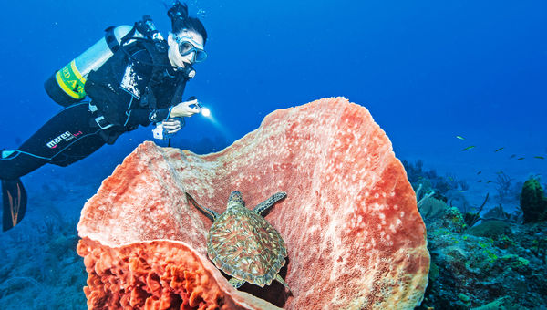 A diver encounters a turtle on a barrel sponge in the waters off St. Eustatius.