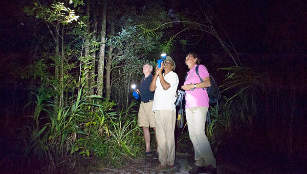 A night walk, usually banned in Madagascar's national parks, is one of the perks of staying at the Masoala Forest Lodge. A night walk, usually banned in Madagascar's national parks, is one of the perks of staying at the Masoala Forest Lodge.