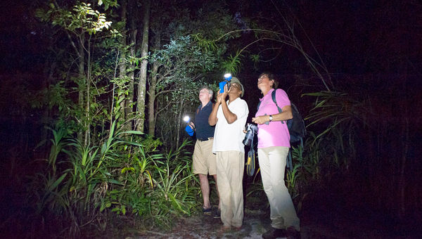 A night walk, usually banned in Madagascar's national parks, is one of the perks of staying at the Masoala Forest Lodge.