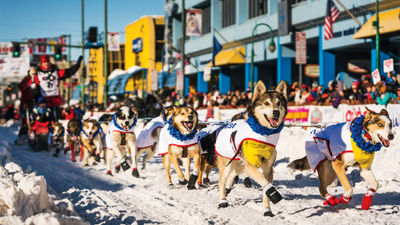Sled dogs make their way through the streets of Anchorage on the first day of the annual Iditarod.
