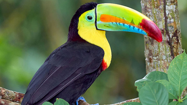A toucan in Columbia, where AmaWaterways will base two new ships in 2024.