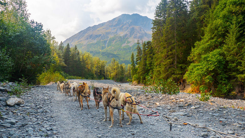 Travelers cruising in Alaska can experience a dog sled shore excursion featuring former Iditarod mushers in Skagway.
