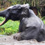 Gabon puts its natural wonders front and center