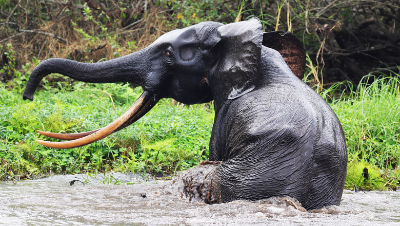 Gabon's 13 national parks are home to a great number of the continent's surviving forest elephants.