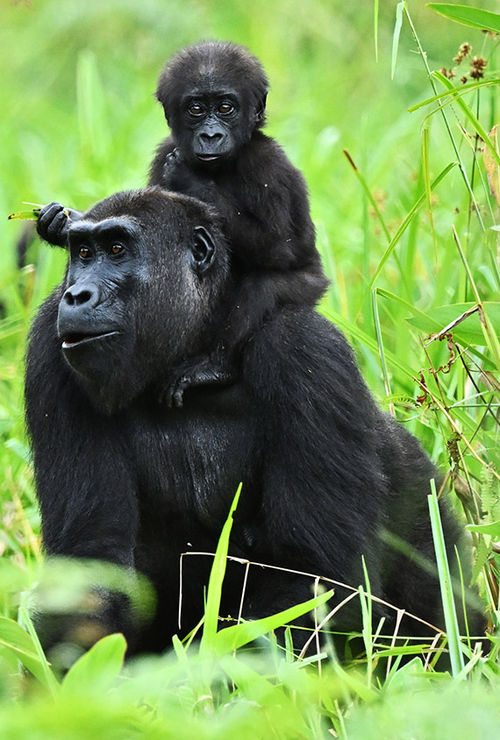 A lowland gorilla and child in Loango National Park. A lowland gorilla and child in Loango National Park.